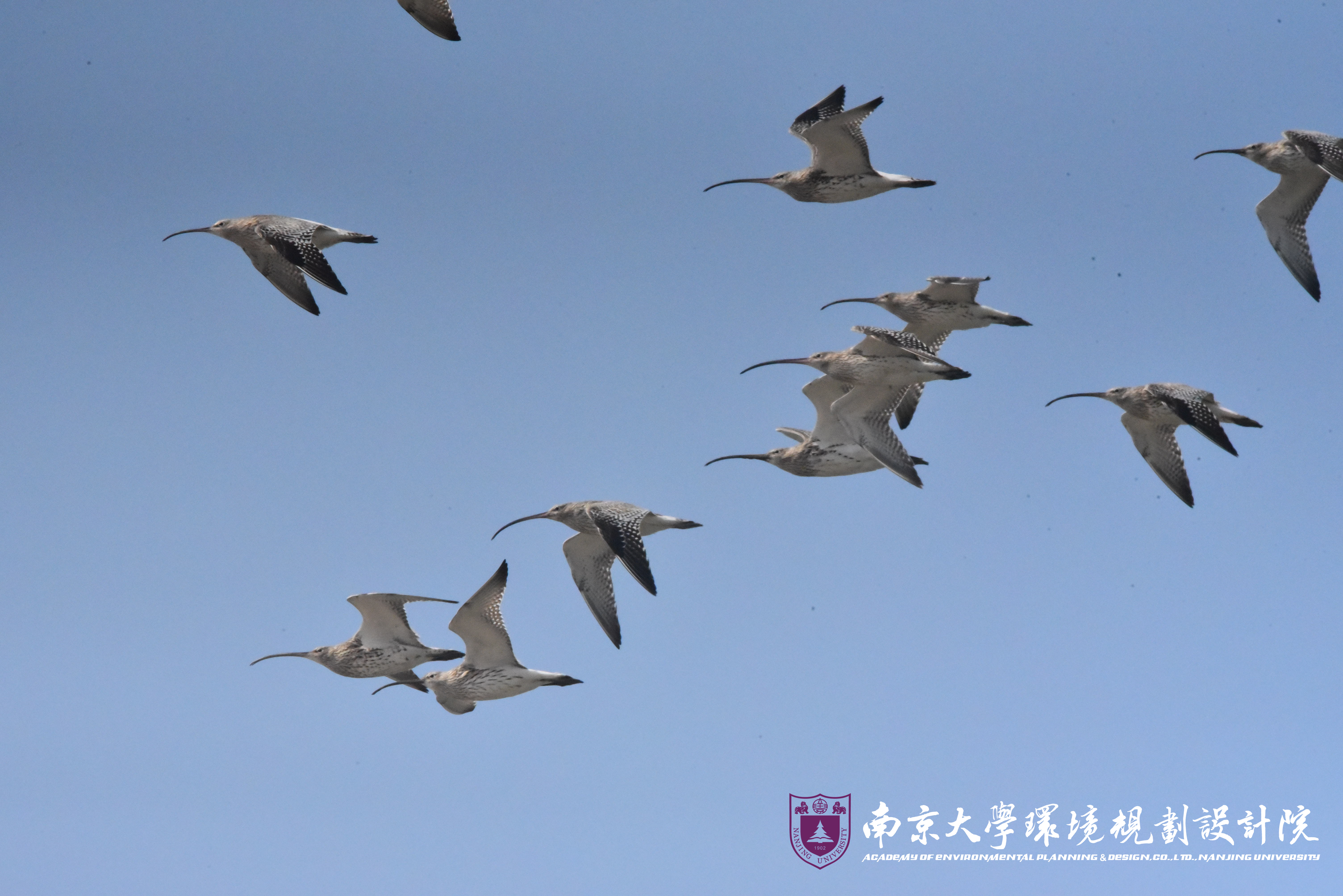 白腰杓鷸.jpg