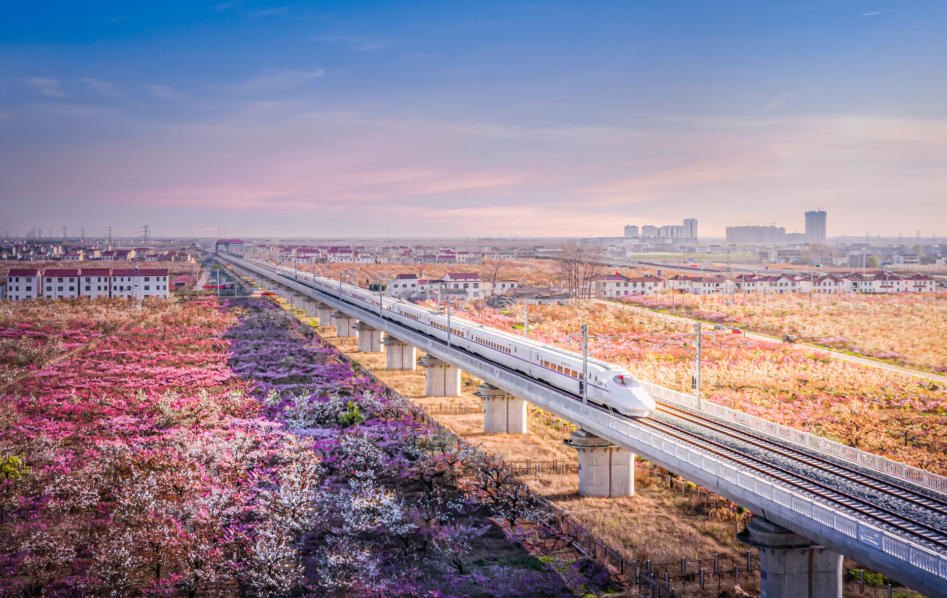 乘著高鐵賞梨花.jpg