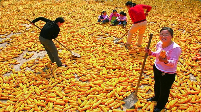 农民丰收节-2.jpg