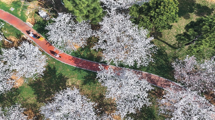 花果山樱花盛开如雪2.jpg
