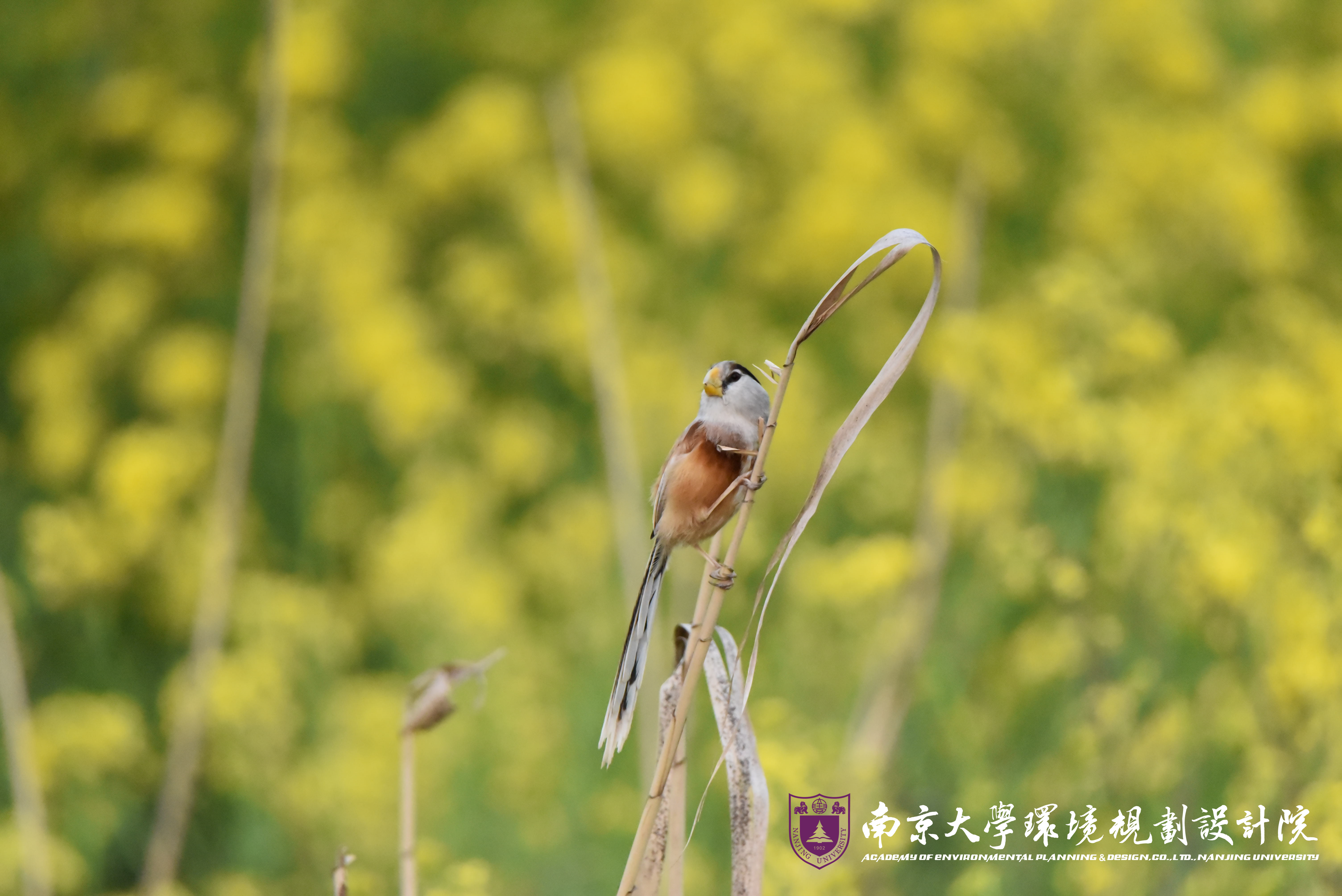震旦鴉雀.jpg
