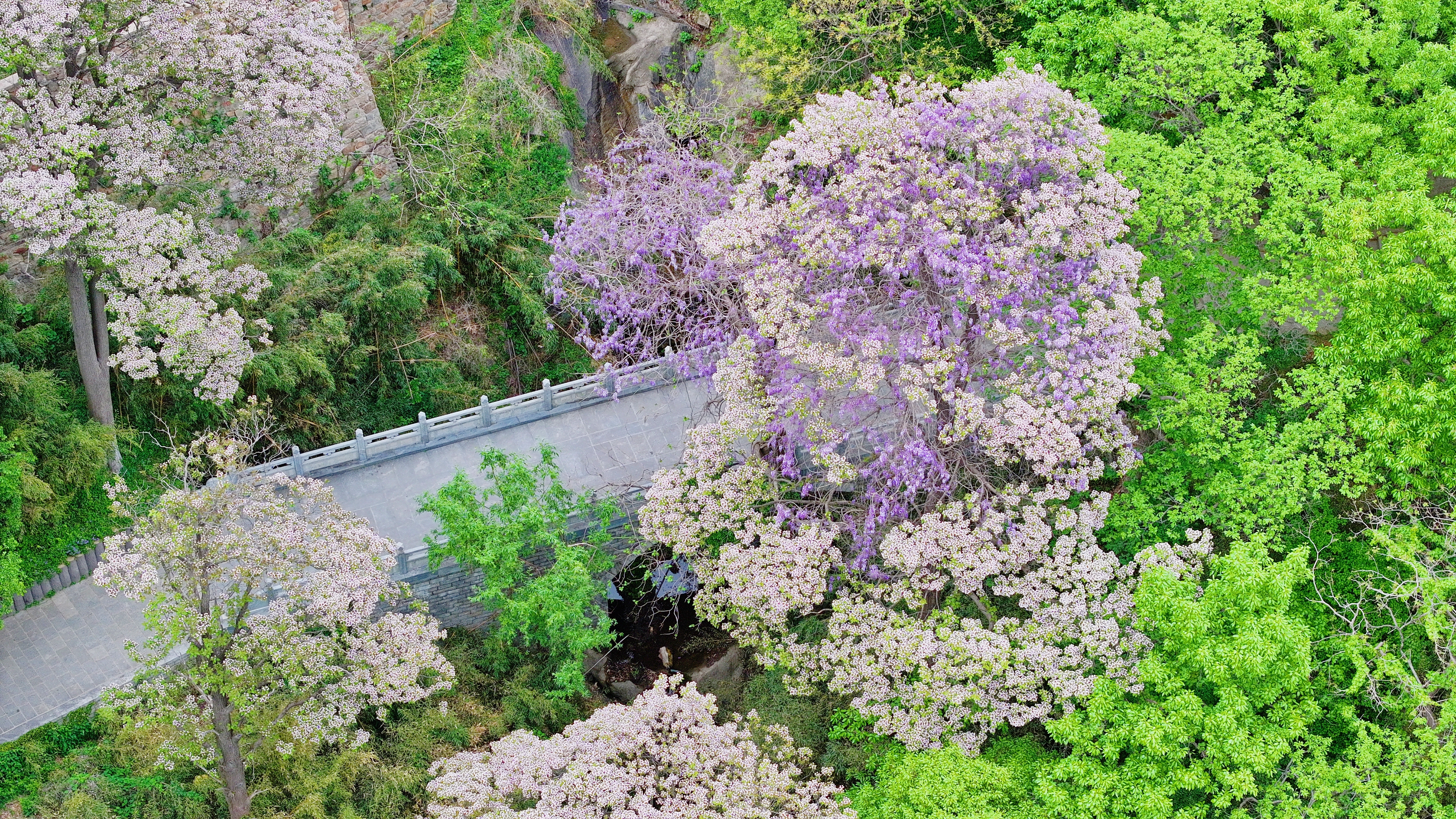 楸树花.jpg