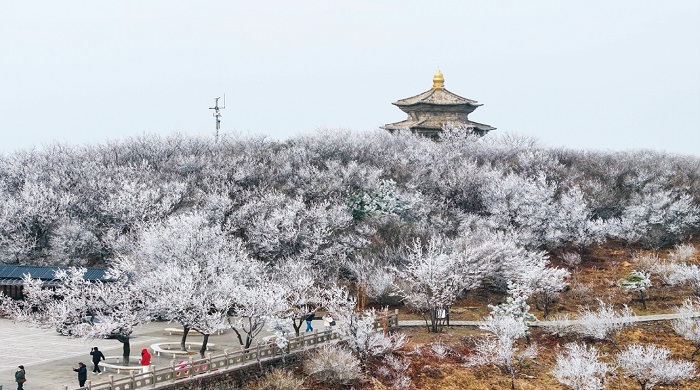 花果山出现雾凇景观.jpg