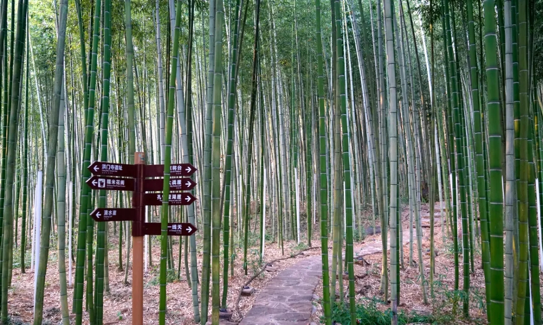钢竹林.jpg