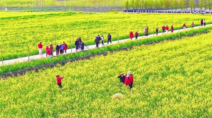 观赏油菜花-2.jpg