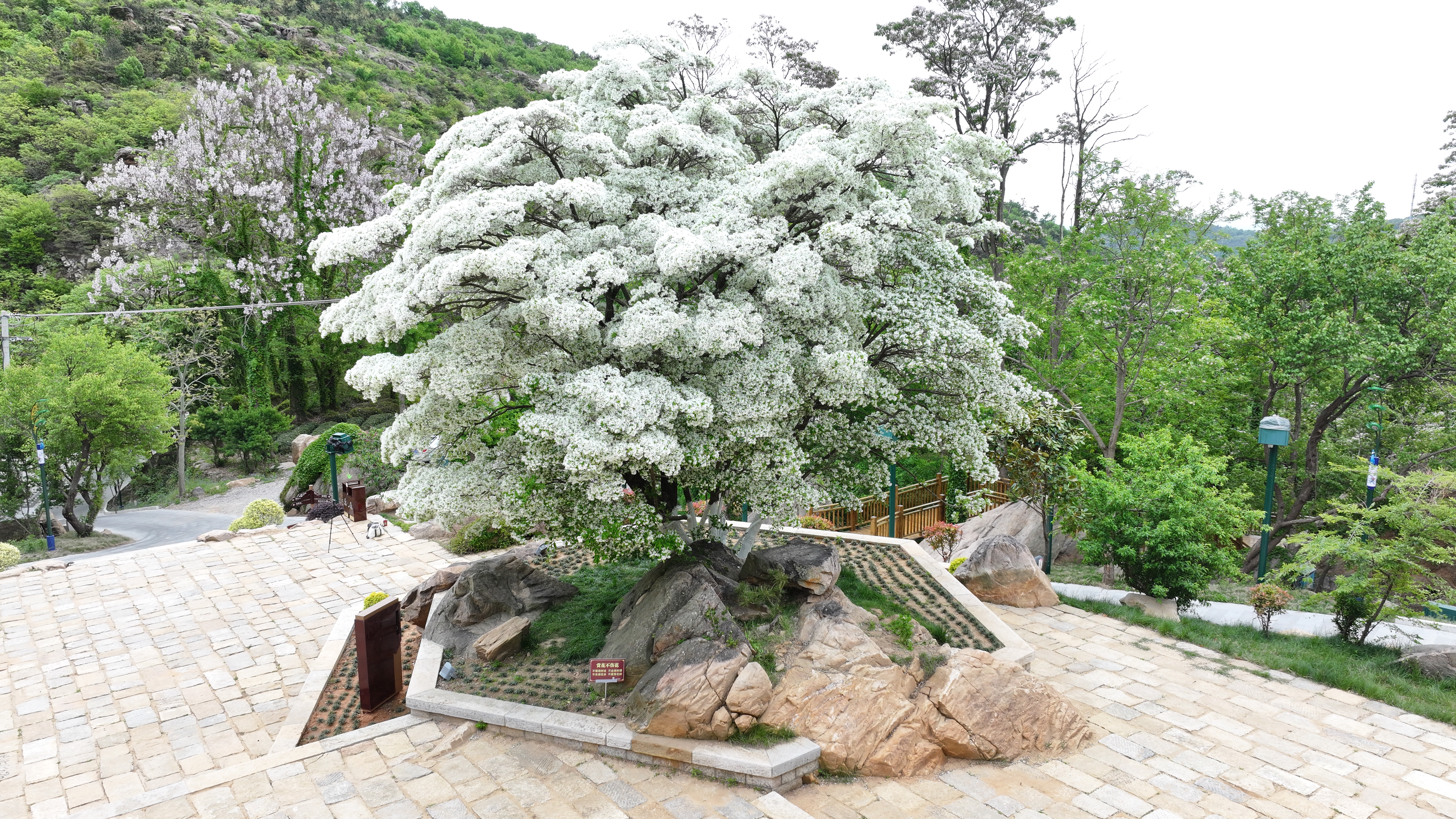 77孙艺菡《糯米花之春》.jpg