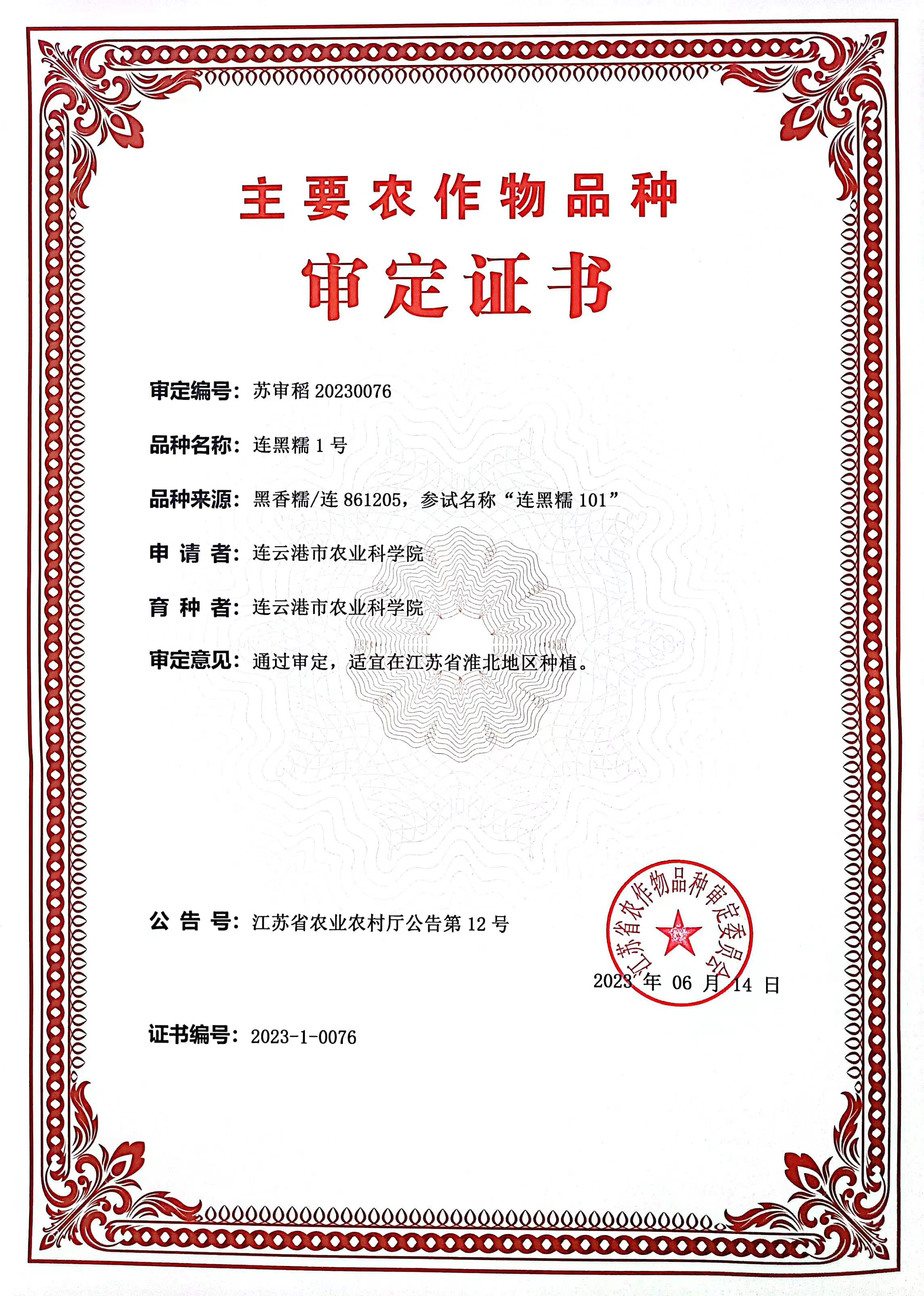 连黑糯1号.jpg