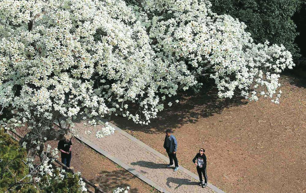 01东磊风景区“玉兰花王” 王健民 视觉江苏网.jpg