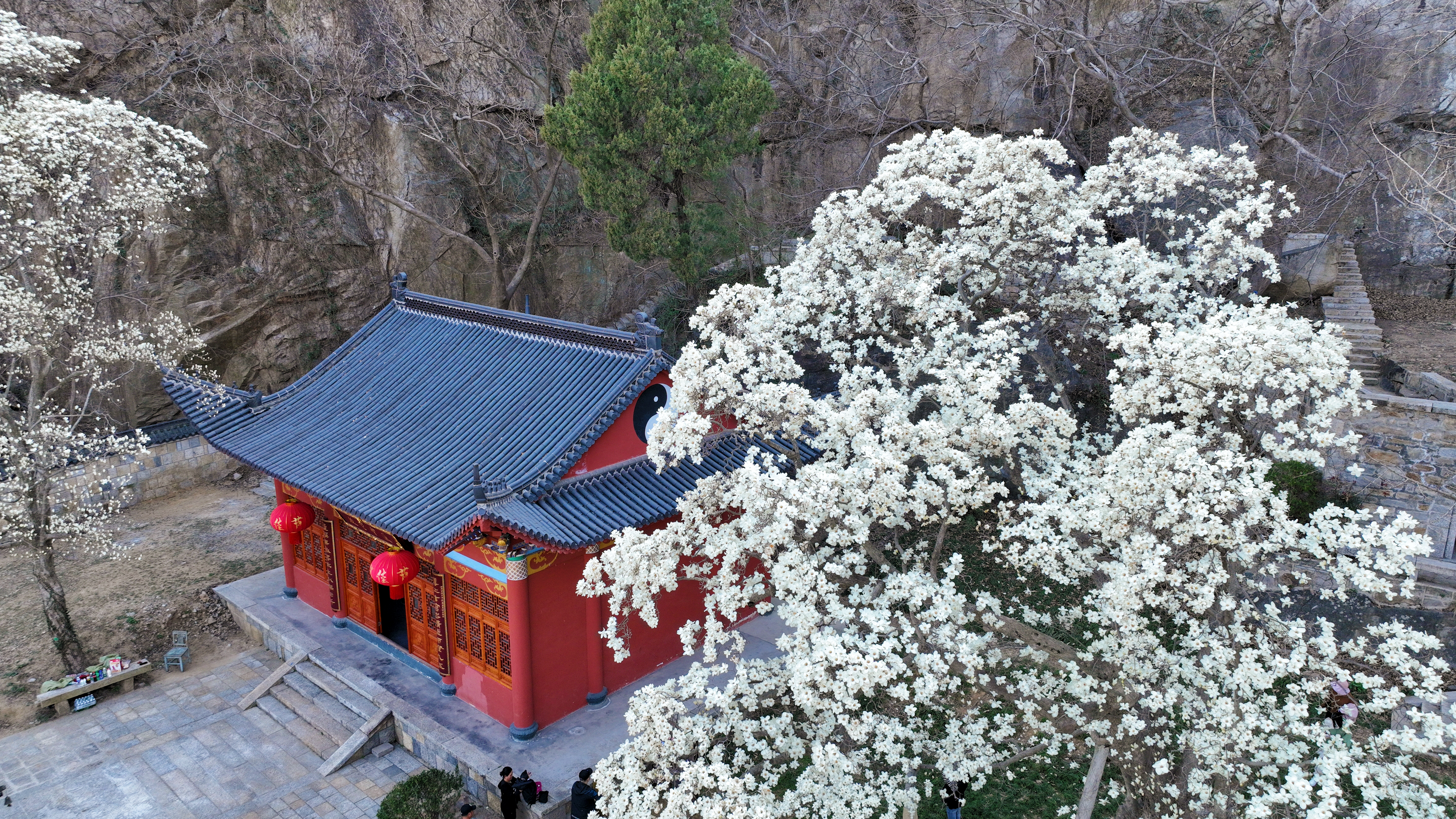 延福观玉兰 (3).jpg