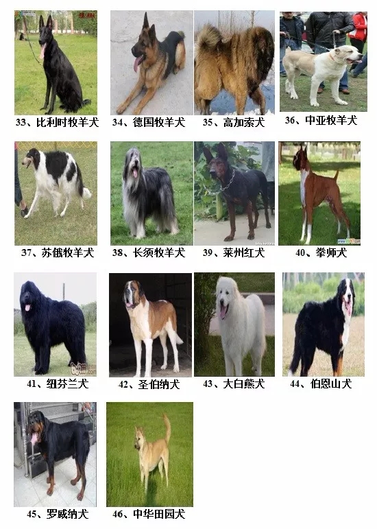 热点回应-公安局:连云港城区这46种犬不能