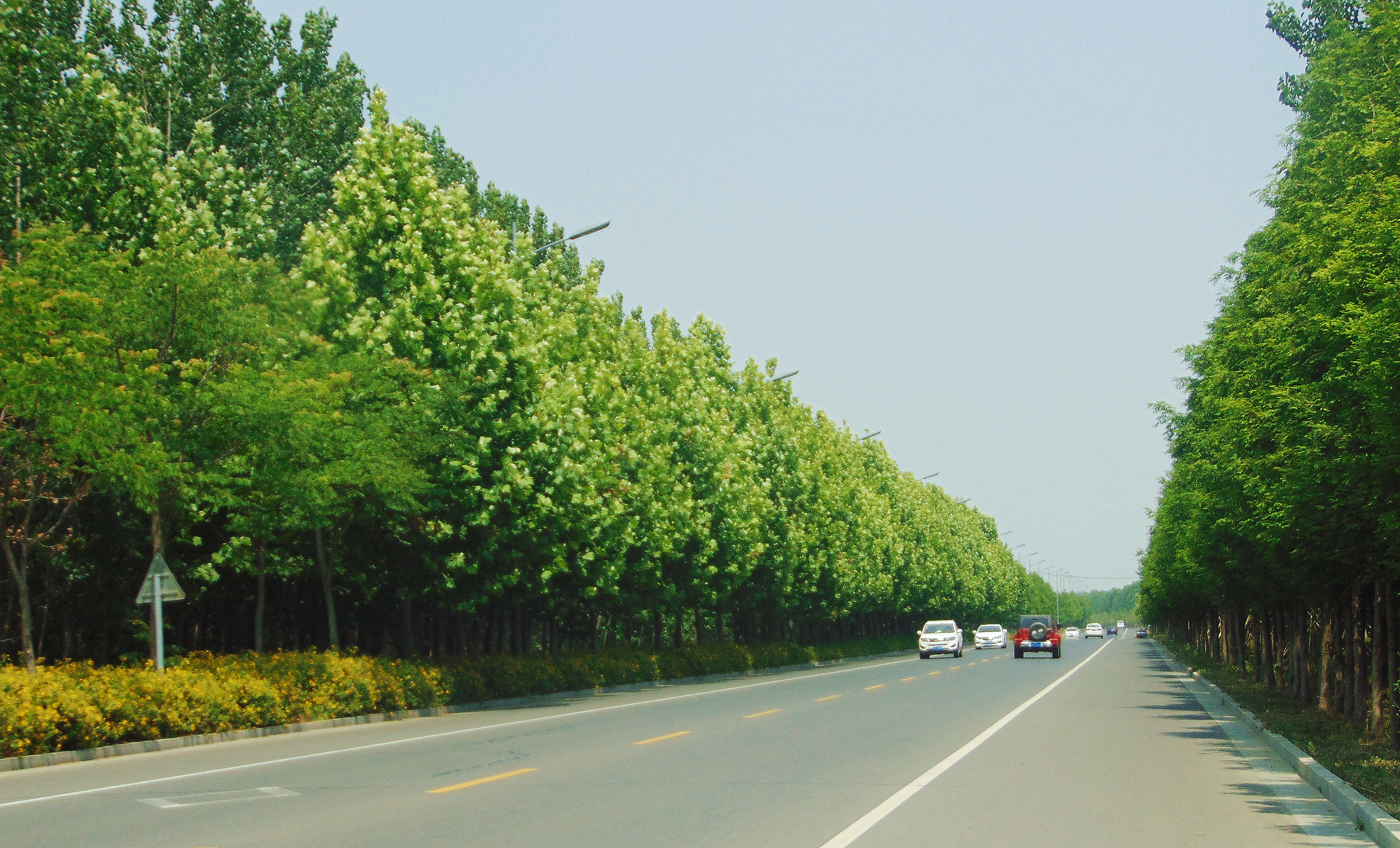 赣榆郁郁行道树舒适农村路