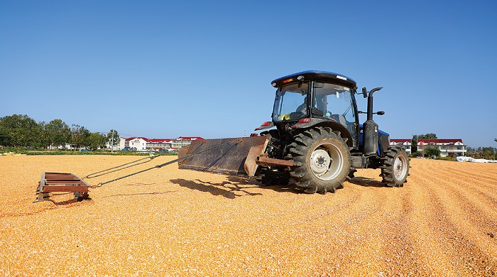 烘晒粮食 颗粒归仓.jpg