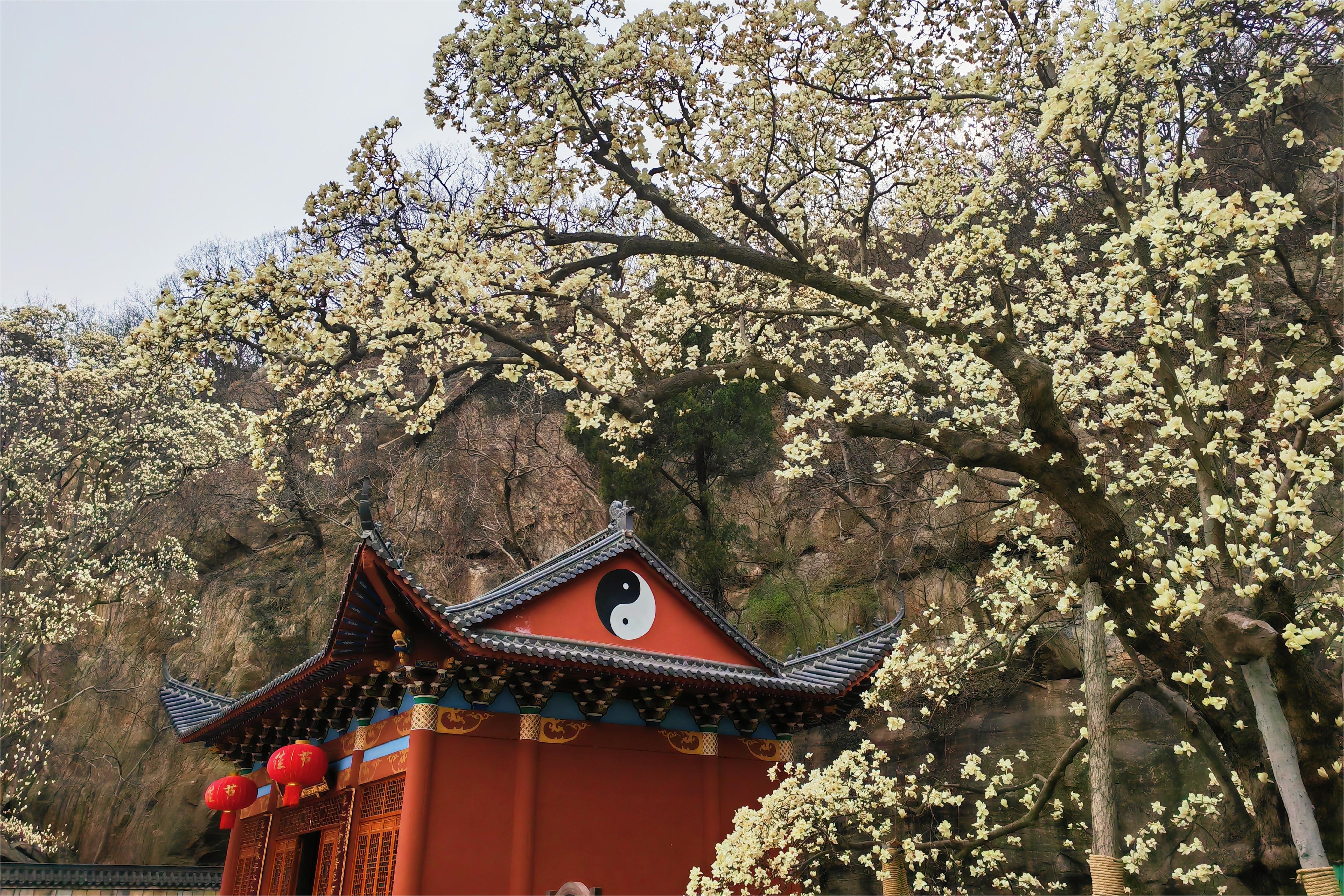 连云港延福观举办赏千年玉兰结镜花奇缘首届千年玉兰祈福活动