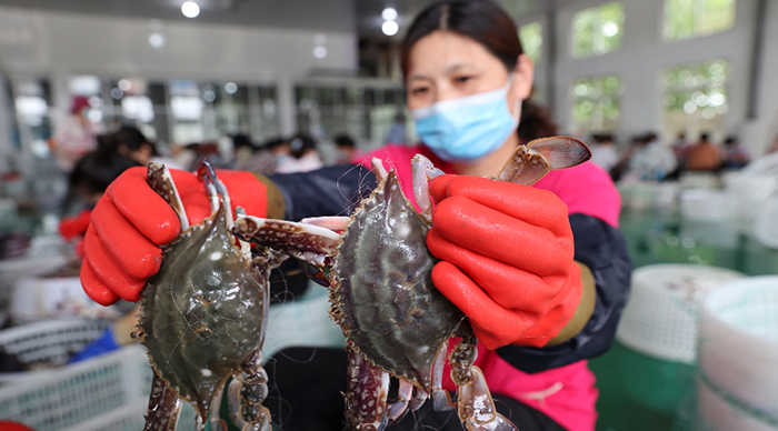 8月2日,在赣榆海头港海产品交易市场,渔民们在分拣鲜活梭子蟹.